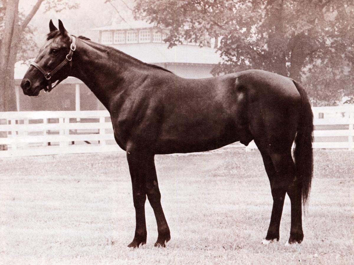 ALBATROSS Harness Museum